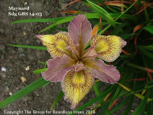 Maynard sdg GBS 14-03